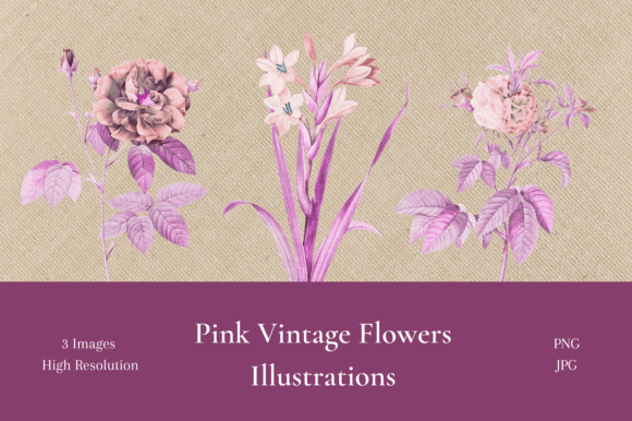 Pink Vintage Flowers Illustrations: A Designer's Guide to Timeless Floral Art