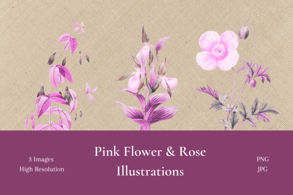 Timeless Elegance: The Allure of Pink Flower & Rose Illustrations